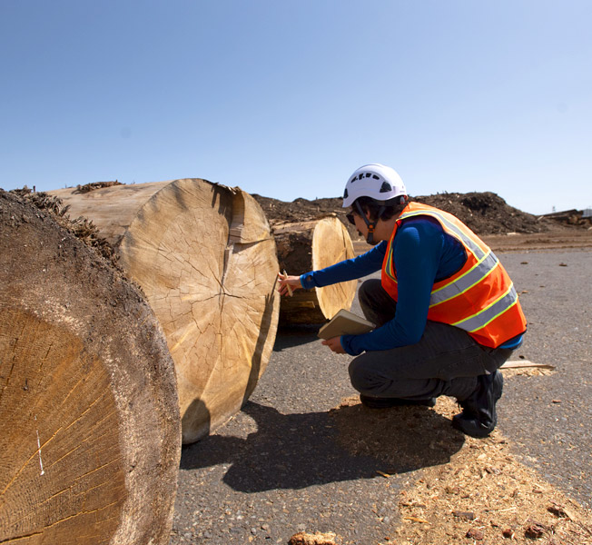 Jacob reviewing cross-section of tree