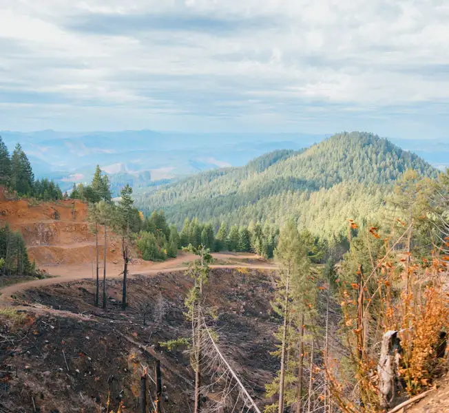 aerial of forest land with road