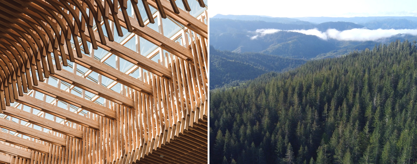 ceiling beam and forest