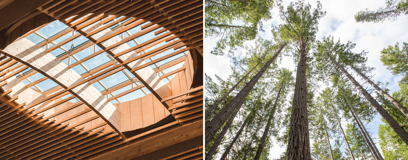 ceiling lattice wood and forest trees