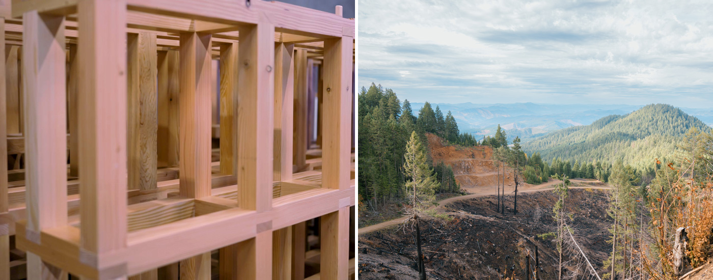 incense cedar screens and forest access road