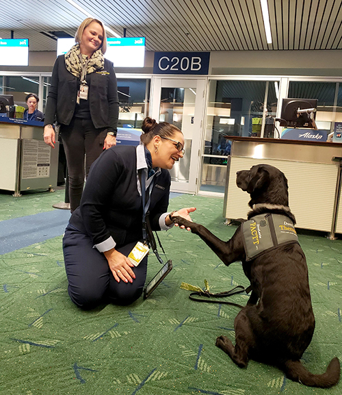 Alaska airlines outlet therapy dog