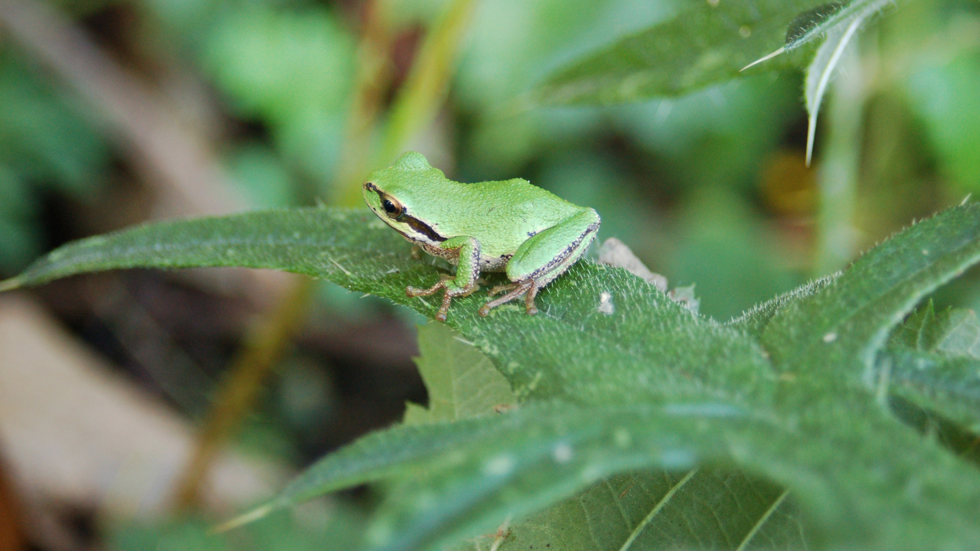 a frog rests on a leaf