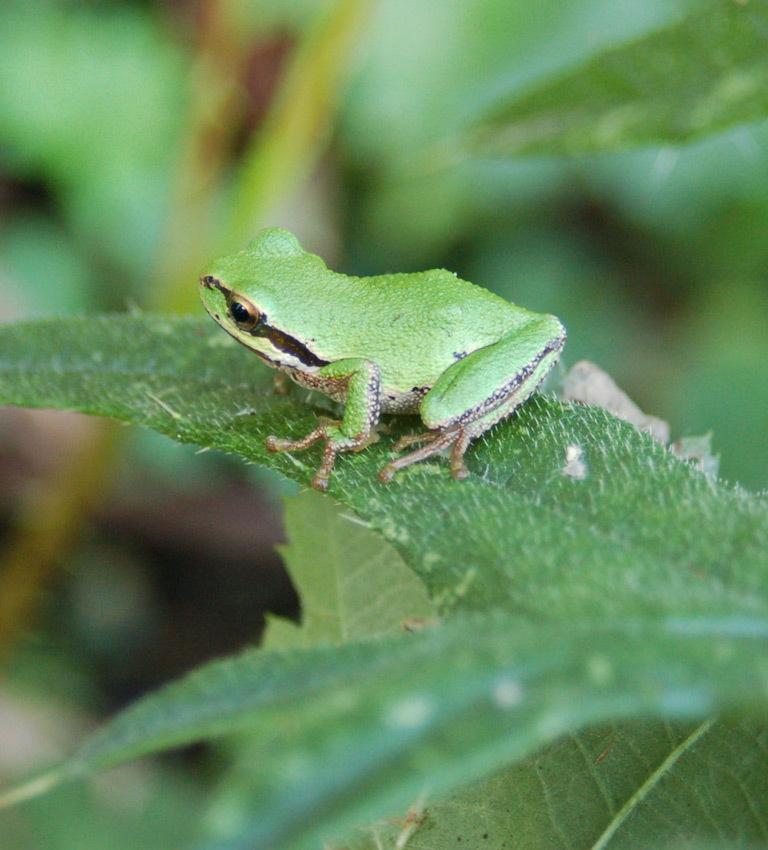 a frog rests on a leaf