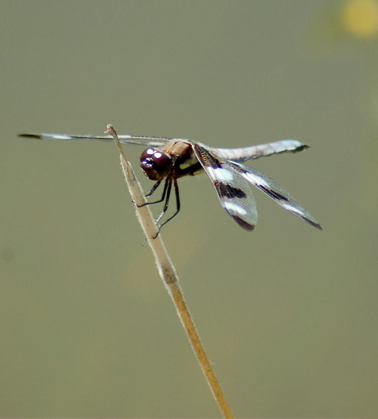 a dragonfly rests on a stem