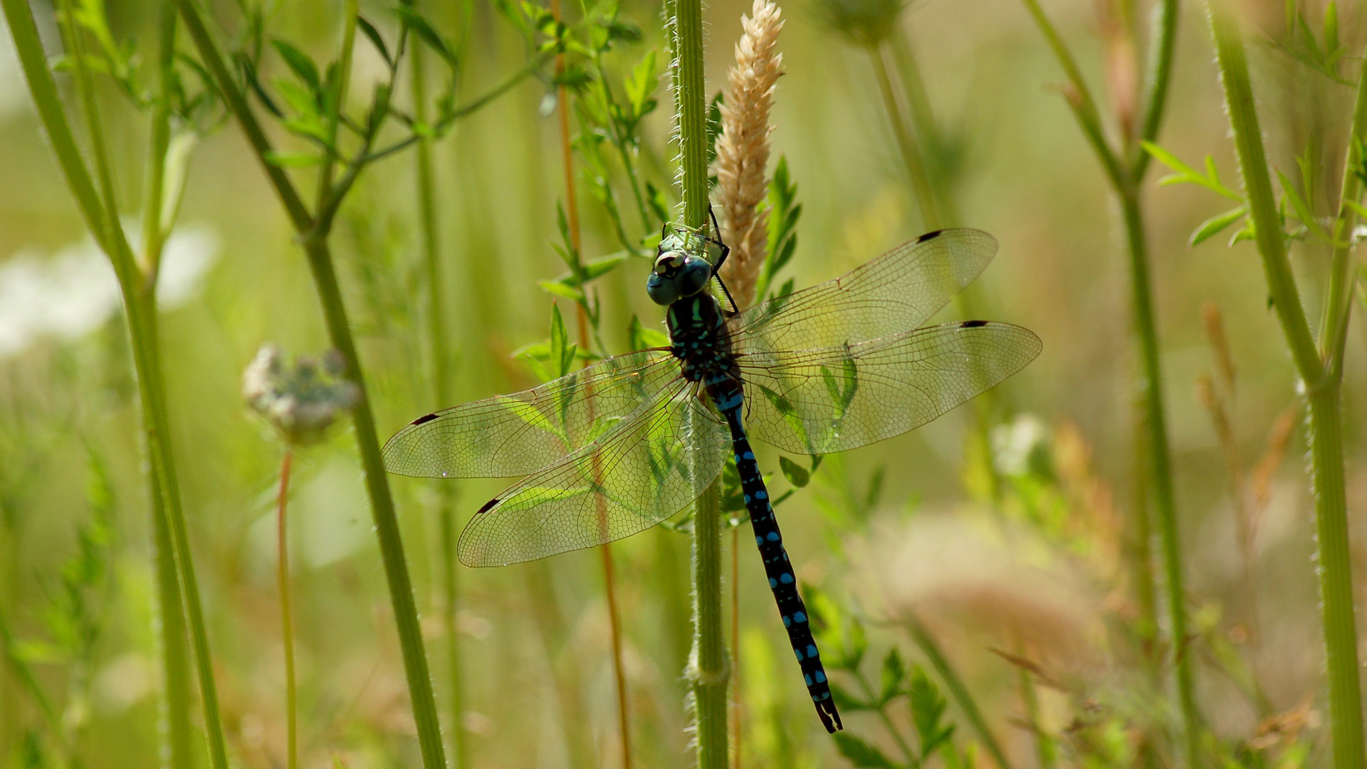 a dragonfly rests on a stem
