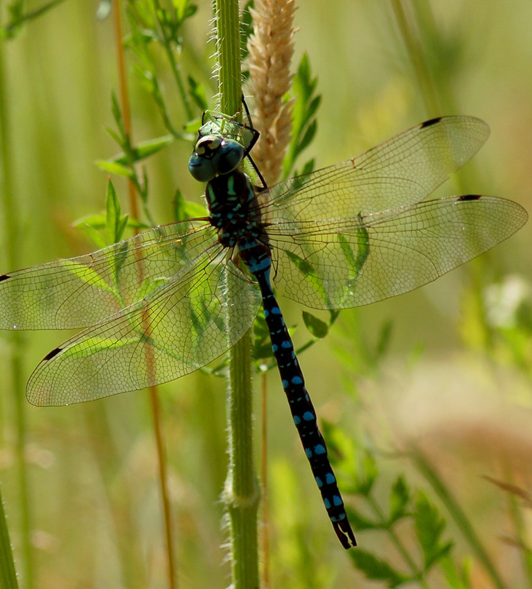 a dragonfly rests on a stem