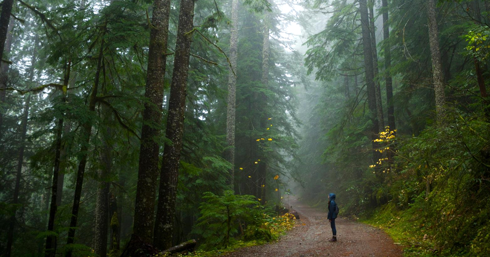 Forest trails