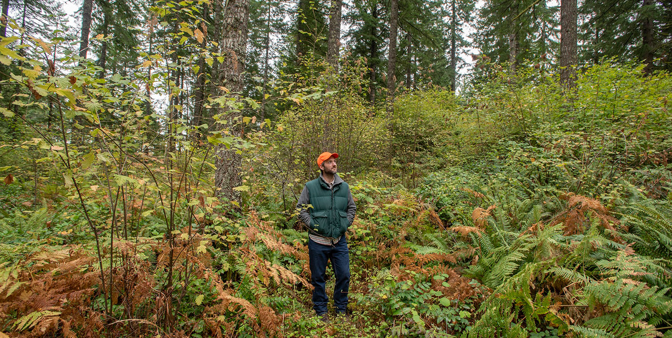 Paul in the forest looking upward