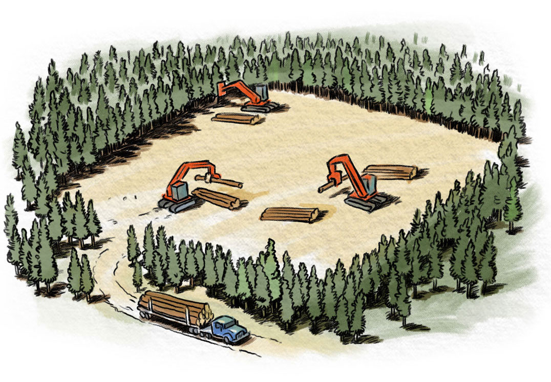 forest scene being clearcut