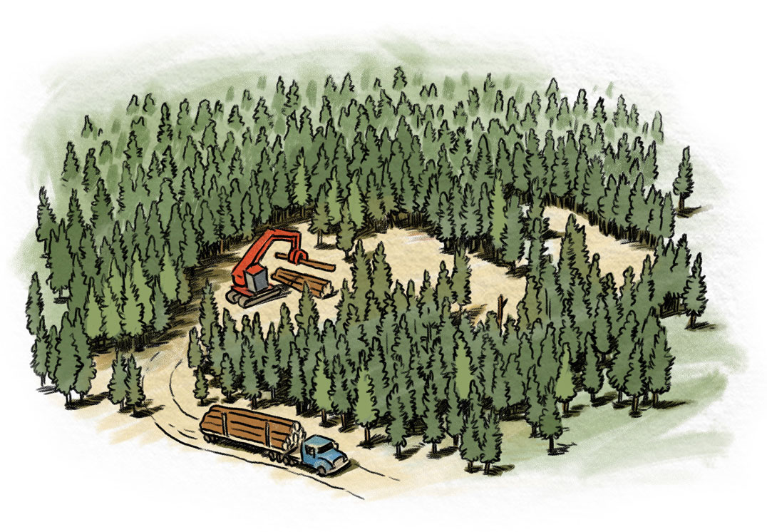 precision loggers thinning a forest